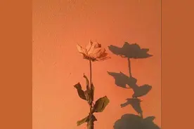 让人惊艳的现代诗句子：荷花不知道，自己就是夏天图片