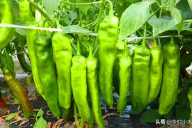 辣椒种植有窍门，老农教你1个土招，辣椒增产20%图片