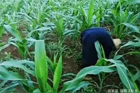 陕西一97岁老人顶烈日玉米地里拔草，家人担心又无奈：在家闲不住图片