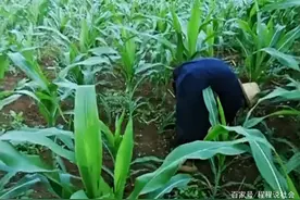 陕西一97岁老人顶烈日玉米地里拔草，家人担心又无奈：在家闲不住图片