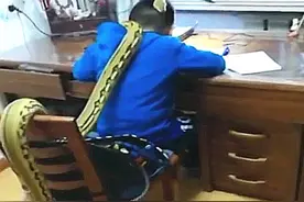 孩子在做作业，老师进书房辅导，一条蛇正盘在他身上，后背发凉图片