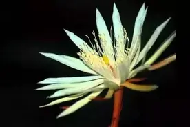 世界十大名贵花卉图片