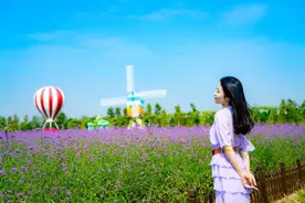 遇见花海，遇见浪漫——荷兰花海周末游图片