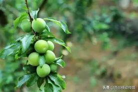 元江凉拌水果，简直太无敌图片