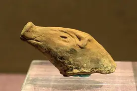 中国驯养了五千年的黑猪，短短几十年全“变”成白猪，可叹图片