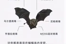四川德阳惊现大量蝙蝠，当地人吓得不敢出门，这是什么预兆？图片