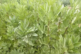 种植蚕豆，如何让蚕豆出芽快，出苗整齐？图片