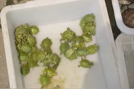 好好的小王八，无良商家就这么瞎霍霍？？？图片