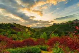 赏樱、问茶、油菜花和杨梅——这里比秋名山更适合跑山图片