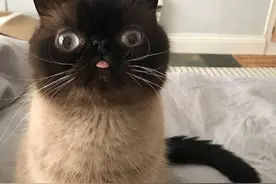 猫咪喜欢吐舌头扮鬼脸，这个奇怪的小习惯也让它成为网红图片