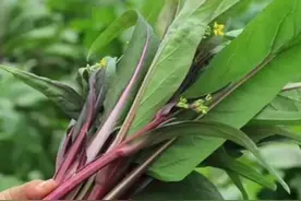 立秋后怎样种植红菜苔？只要掌握这5点，长得壮抽苔多口感也好图片