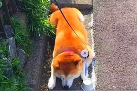 柴犬爱在路上晒太阳，主人担心它被车撞到，之后的做法一箭双雕图片