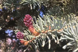 阳光下春天的松树嫩芽生长含苞待放图片