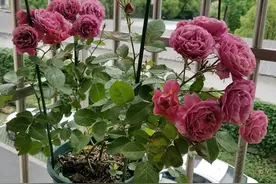 “无缺点”盆栽花，四季开花，芳香四溢，室内也能养，南北都能种图片
