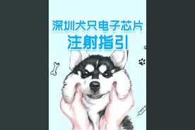 深圳犬只电子芯片注射指引图片
