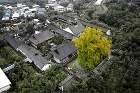 1400年历史银杏树与观音禅寺相伴相生 背后的故事让人称奇图片