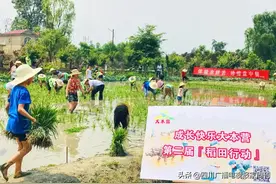 六一农耕：插秧、抓鱼，秋收100多斤谷子吃自己种的新米（5月31日）图片