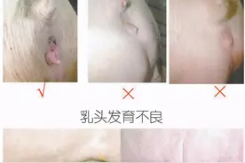 应对非洲猪瘟，猪场日常管理生物安全细节（四）图片