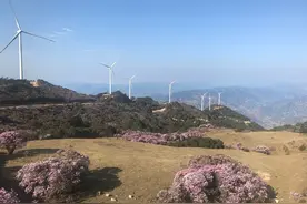凉山德昌万亩野生杜鹃花绽放 漫山遍野变花海图片