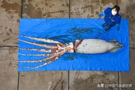 深海大乌贼突然冲上日本海岸，这是地震前兆？分析：不能简单判断图片