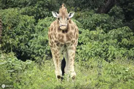 这张照片看起来有点怪怪的，原来，长颈鹿的“长”脖子不见了图片