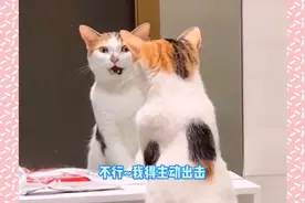 猫咪照镜子被自己吓着了视频封面
