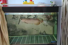 究竟什么原因导致的水体发黄？视频封面
