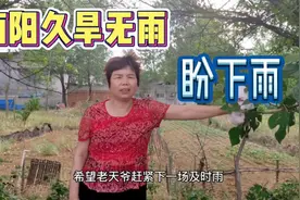 南阳高温多日，庄稼濒临旱死，还不下雨？农民希望河南赶紧降雨。