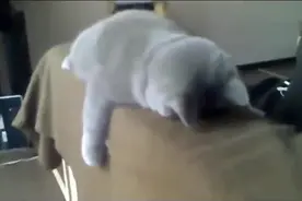 猫咪饿了一天，居然瘫成这样视频封面