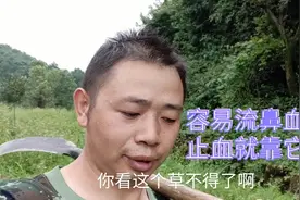 今天介绍一种常见植物可以止血，经常流鼻血朋友建议看一看视频封面