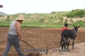 农村大哥一亩半地种黍子，一年能打多少斤黍子，他说了你别惊讶