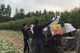 山东聊城12岁孩子帮助父母干农活，累的说一定好好学习