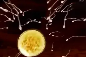 是如何在妈妈肚子里形成小宝贝的~视频封面