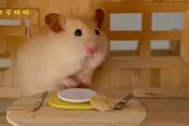仓鼠宝宝大福利：主人DIY神仙颜值零食，仓鼠：不是一般的好吃视频封面