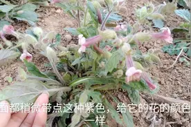 地黄农村田野路旁常见的野草，你知道都有哪些通途吗？认识了解下视频封面