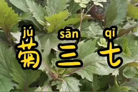 菊三七~中草药视频封面