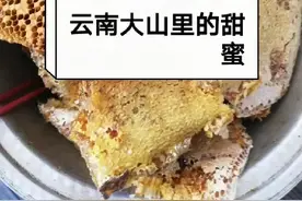 云南野生蜂蜜视频封面