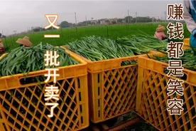 韭菜一亩赚能赚这么多，走进收割现场，韭农亲口告诉你实际情况视频封面