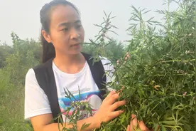 女人：益母草治疗“闭经”吗？专家：好东西！视频封面