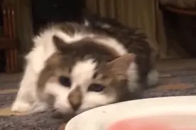 猫咪喝了高浓度白酒，到底会是什么反应？看完让人哭笑不得