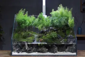 水陆缸的完整制作过程，简单易学，效果好视频封面