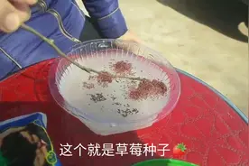 草莓种子原来是这样种的，看看有多少能发芽的？视频封面