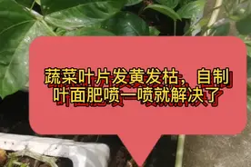 刚种的蔬菜叶片就发黄发枯，自制叶面肥喷一喷视频封面