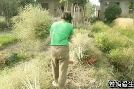 卷妈在搬油菜，卷爸说：他不让我搬，我不知道为什么，你们觉得嘞