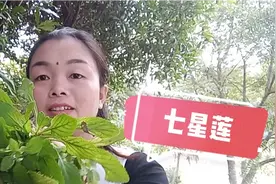 农村的“七星莲”是一道野菜，多少才知道？不仅观赏性也很好视频封面