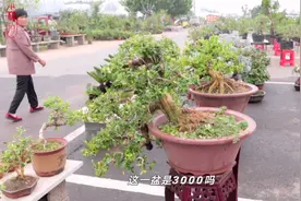 实拍30年的黄杨盆景，老板卖3000，贵吗？值得入手吗视频封面