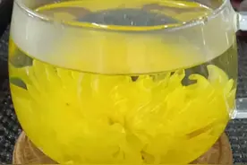 金丝皇菊的功效与作用视频封面
