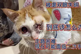残疾橘猫，双眼失明，走路困难到处撞壁，医生说情况又严重了，唉