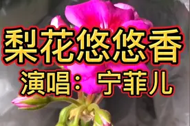 《梨花悠悠香》一阵清风把花扬，花落花飞花凋零，皆是为情伤！视频封面