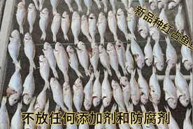 趁着天气好制作新品种鱼干，做法详细教会你每一步，保存得更久视频封面